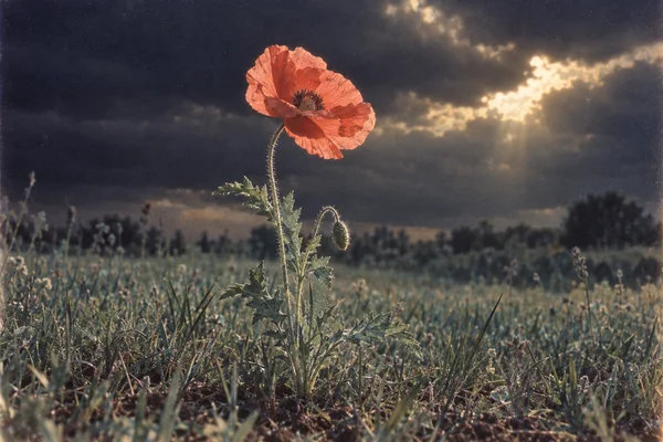A coral-red poppy with a bowed, hairy stem, deeply cut leaves and an unopened bud rises from meadow grass beneath a dark, clouded sky lit by warm sunlight.