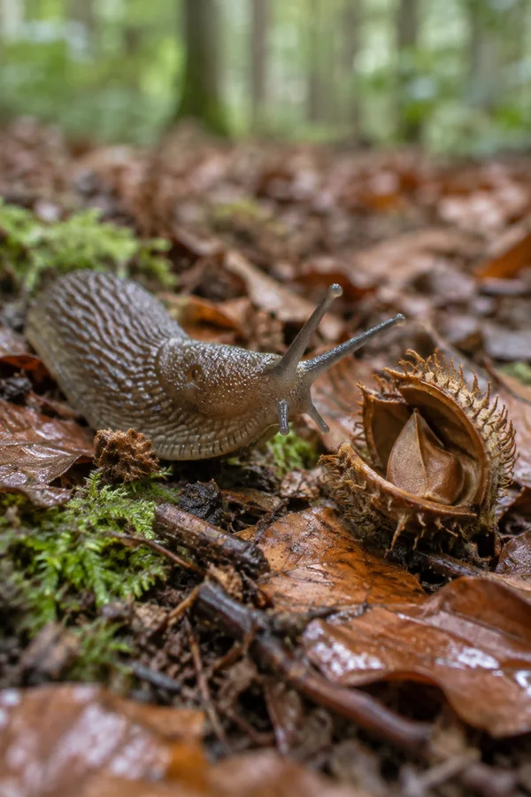 A brown-grey slug with raised tentacles crawls across wet beech leaves toward an open, spiny husk on a forest floor, with moss and twigs nearby.