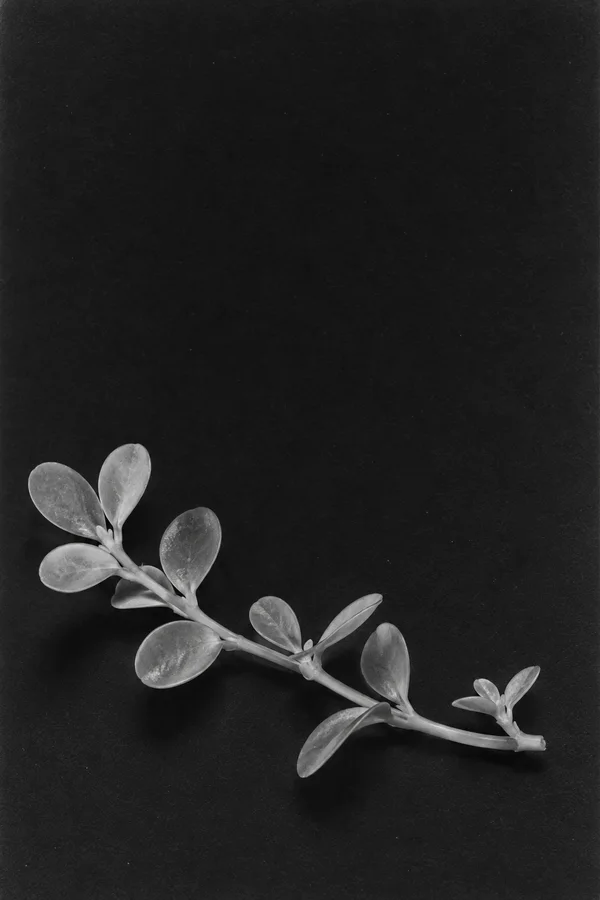 A single silvery leafy cutting lies diagonally across a nearly black, subtly textured background, with broad empty space above it.