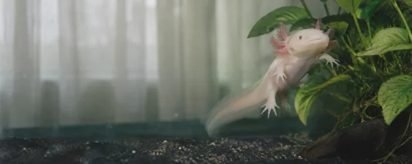 A pale pink axolotl swims diagonally upward beside broad green aquarium leaves, with gravel below and softly blurred white curtains in the background.
