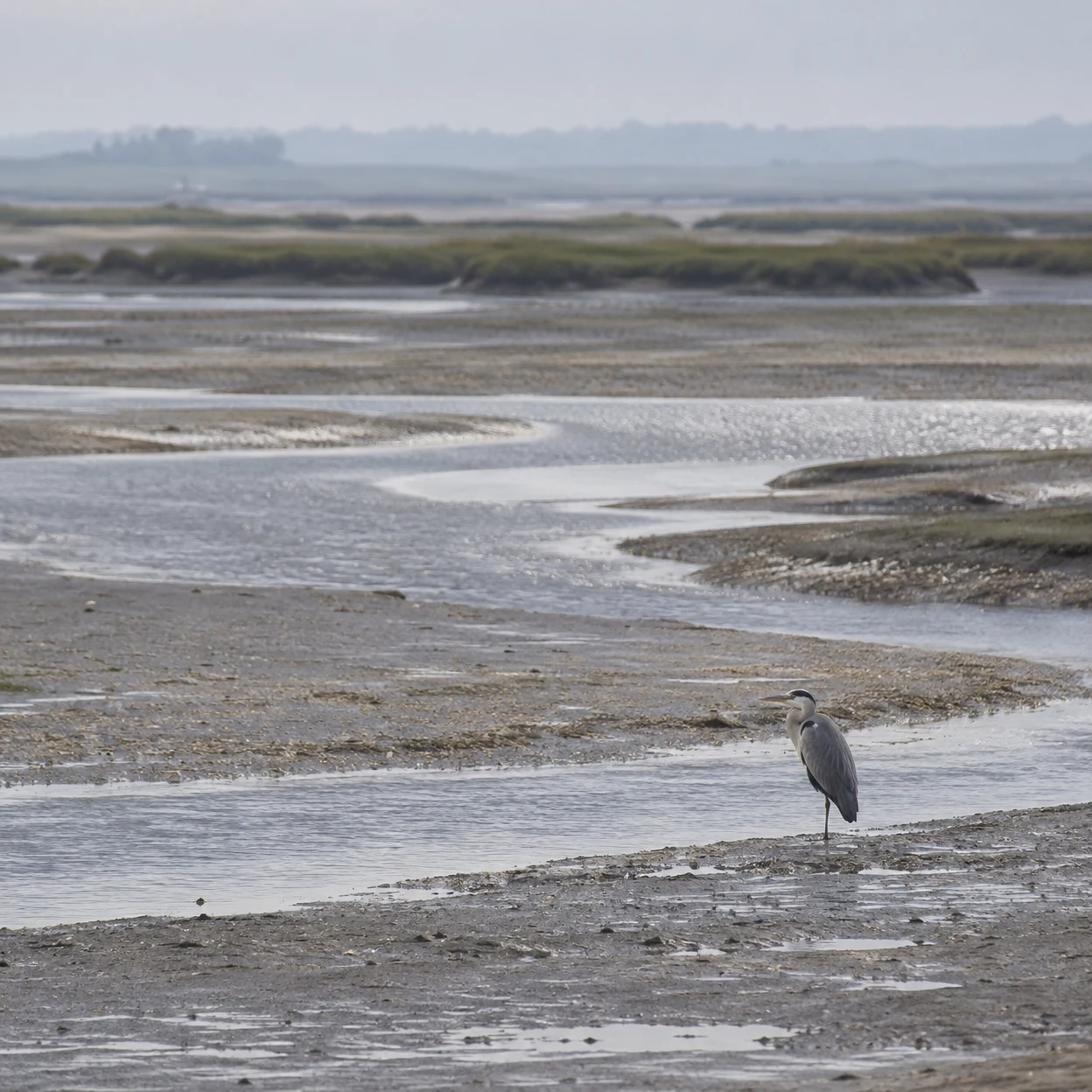 A grey heron stands on one leg at the edge of a shallow tidal channel on an expansive mudflat, with winding watercourses, distant saltmarsh and a hazy horizon…