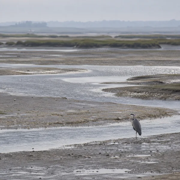 A grey heron stands on one leg at the edge of a shallow tidal channel on an expansive mudflat, with winding watercourses, distant saltmarsh and a hazy horizon…