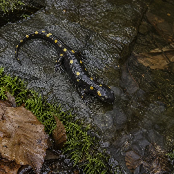 A glossy black salamander with yellow spots rests on wet dark stone beside shallow water, with moss and fallen leaves at the lower edge of the frame.