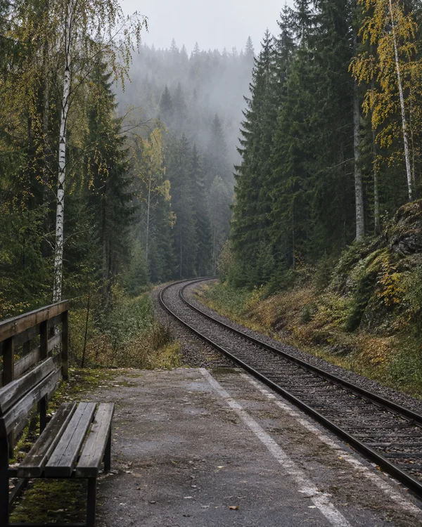 An empty concrete railway platform with a weathered wooden bench beside rails curving through misty conifer and birch woodland, with scattered amber-yellow…