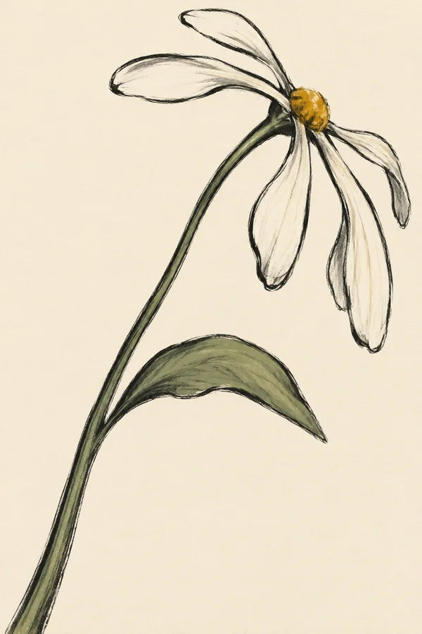 A hand-drawn daisy with a long arcing dark stem and one broad sage-green leaf.