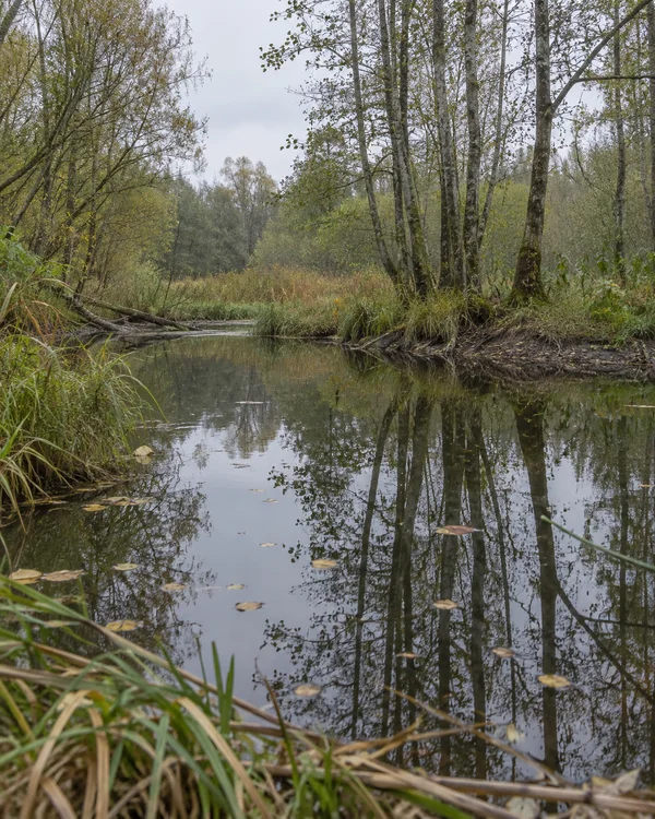 A quiet woodland backwater reflects slender trees and an overcast sky, with reeds and sedges along the banks and scattered leaves floating on the water.