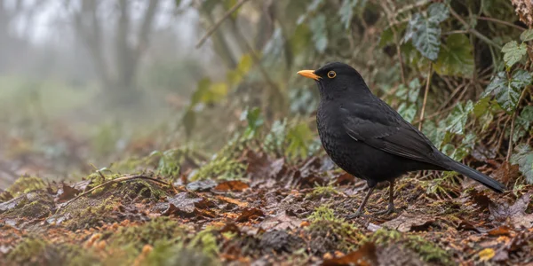 A blackbird with glossy dark plumage, an orange-yellow bill and eye ring stands in profile on damp leaf litter, facing left beside a leafy hedgerow.