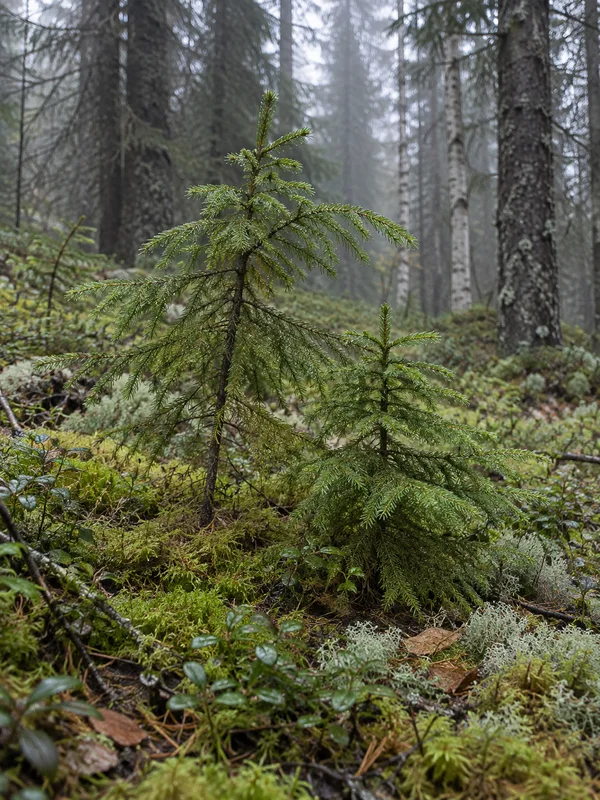 Two young spruce saplings stand close together on a mossy forest floor, the taller one leaning over the smaller amid pale lichen and low shrubs; dark spruce…