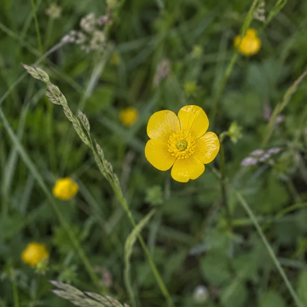 A sharp yellow buttercup with five glossy petals and a detailed centre sits among softly blurred green grass, seed heads, and distant yellow flowers.