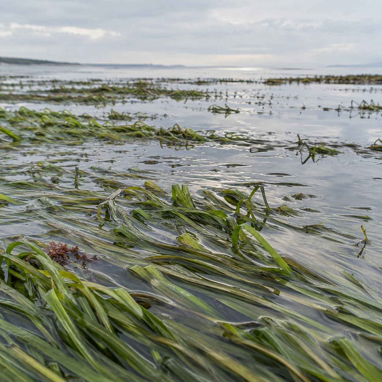 Low view across a shallow coastal seagrass meadow, with long green blades beneath reflective water, a small patch of rust-red algae in the foreground, and a…