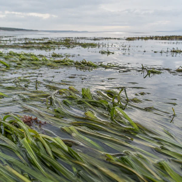Low view across a shallow coastal seagrass meadow, with long green blades beneath reflective water, a small patch of rust-red algae in the foreground, and a…