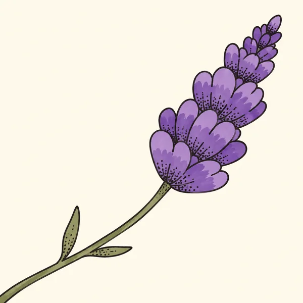 A large purple lavender flower spike with rounded, overlapping florets rises diagonally on a bowed olive-green stem with two narrow leaves, against a warm…