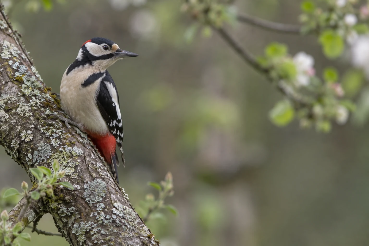 A great spotted woodpecker clings upright to a lichen-covered diagonal branch, its head turned to the right against a softly blurred garden background.