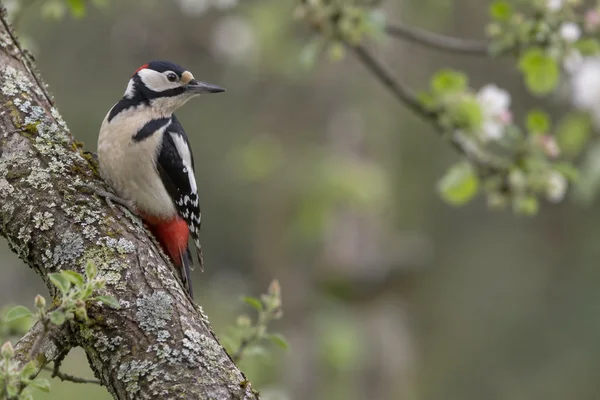 A great spotted woodpecker clings upright to a lichen-covered diagonal branch, its head turned to the right against a softly blurred garden background.