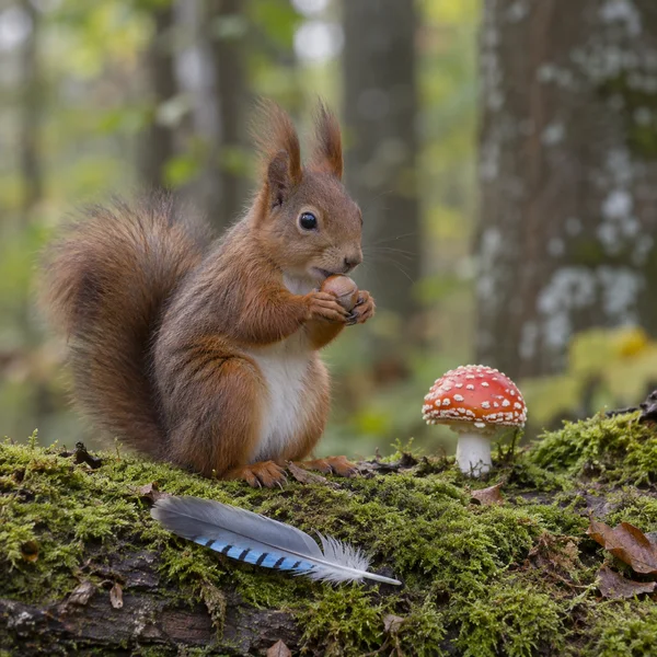 A red squirrel with tufted ears sits upright on a moss-covered log, holding a hazelnut in its forepaws.