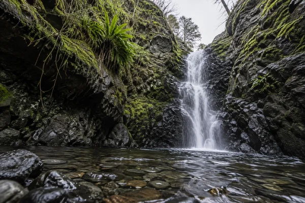 A narrow waterfall drops through a cleft in dark wet rock into a shallow pool, with moss, ferns and tangled roots along the walls beneath a pale overcast sky.