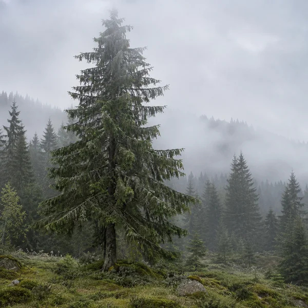 A mature spruce stands on a mossy, grassy forest edge, its drooping branches dark with moisture as its crown fades into mist.