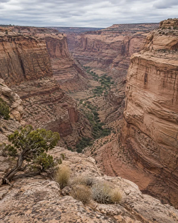 A layered sandstone canyon drops away from a rocky rim, with a twisted juniper and dry grass in the foreground beneath a cloudy sky.