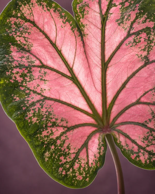 An extreme close-up of a large pink-and-green leaf with a heart-shaped notch, prominent branching veins, and an attached petiole against a muted plum…