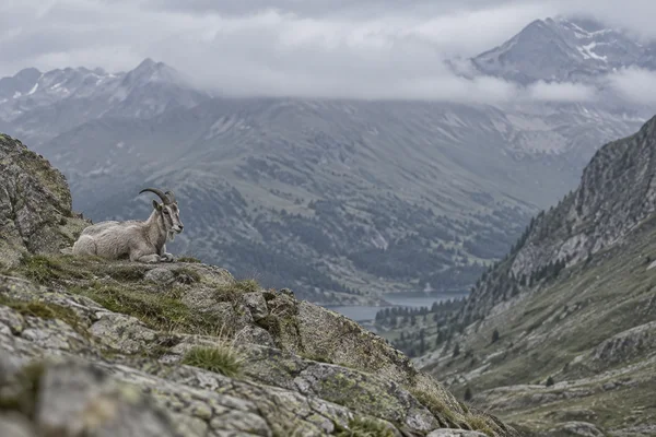 A cream-grey horned goat lies on a lichen-covered rocky shelf in the left foreground, overlooking a muted mountain basin with a lake, layered ridges and low…