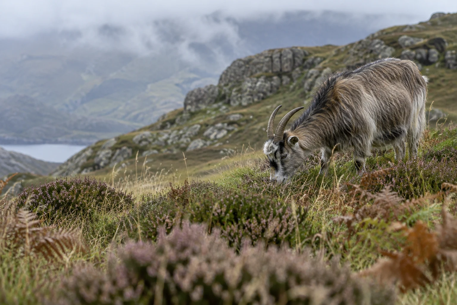 A shaggy grey-brown goat with curved horns grazes on a rocky upland hillside, its lowered head partly screened by heather and grasses.