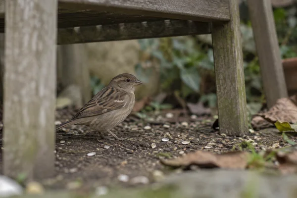 A brown female house sparrow stands on seed-speckled soil beneath a weathered wooden garden chair, with blurred chair legs framing the foreground and greenery…