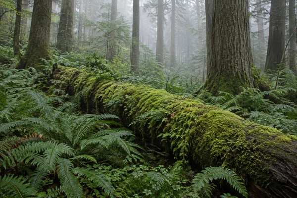 A thick fallen trunk coated in green moss crosses a fern-covered forest floor, with tall trees fading into pale fog in the background.