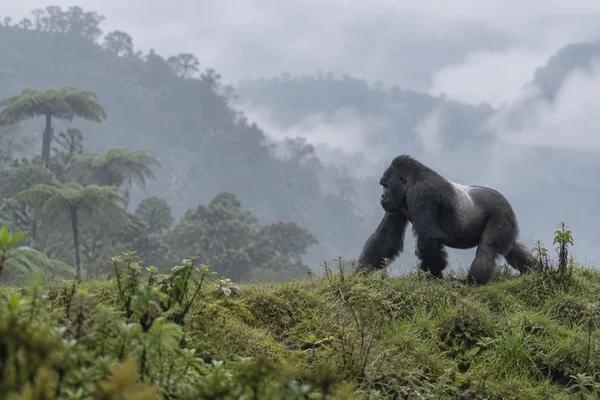 A silverback gorilla walks on knuckles through wet green grass on a misty ridge, with layered forested slopes and tree ferns in the background.