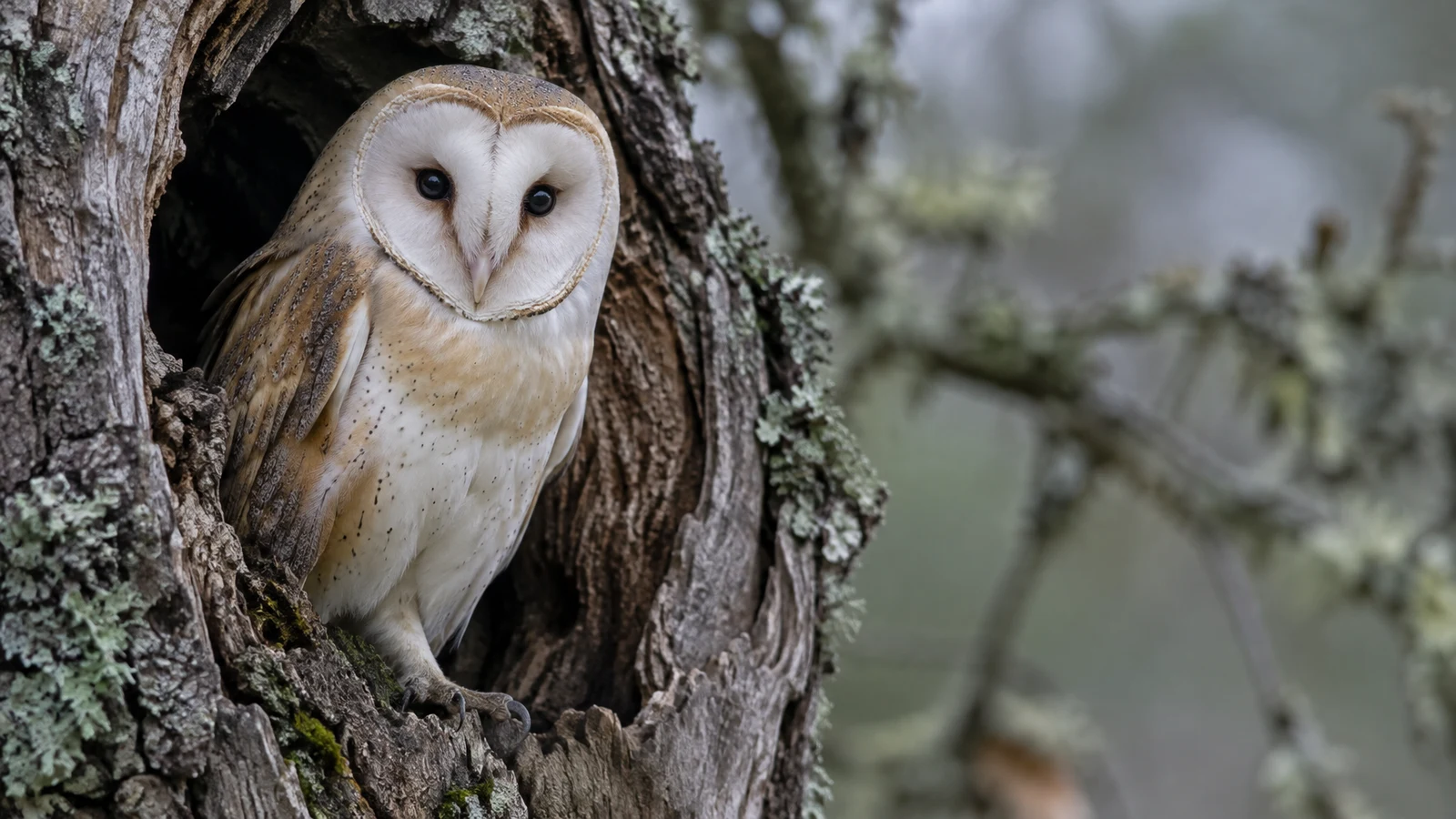 A barn owl with a pale heart-shaped face perches in the hollow of a weathered oak, framed by rough bark and lichen with a softly blurred woodland background.