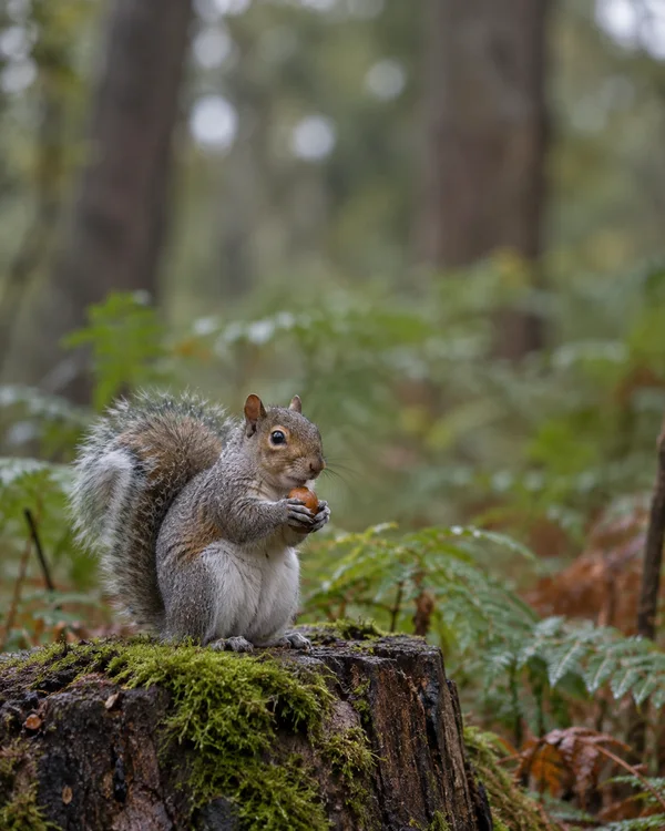 A grey squirrel sits upright on a moss-covered stump, holding a brown nut between its paws, with blurred green woodland and tree trunks behind it.