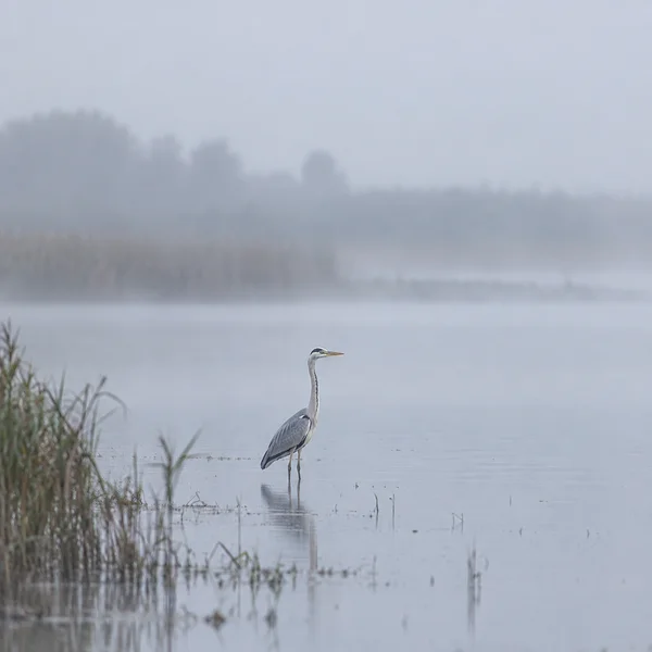 A grey heron stands in shallow, still water beneath a pale misty sky, with its reflection faintly visible below and reeds along the left edge.