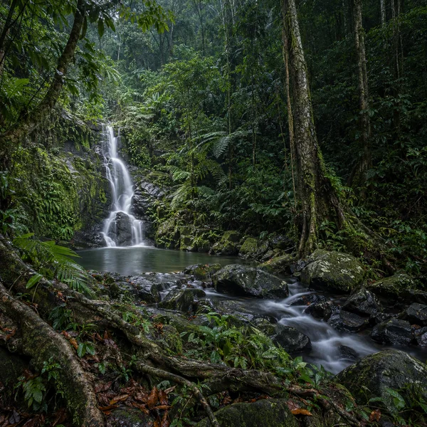 A narrow cascade flows over dark rocks into a shallow stream in a dense tropical ravine, surrounded by ferns, mossy stones and tall tree trunks.
