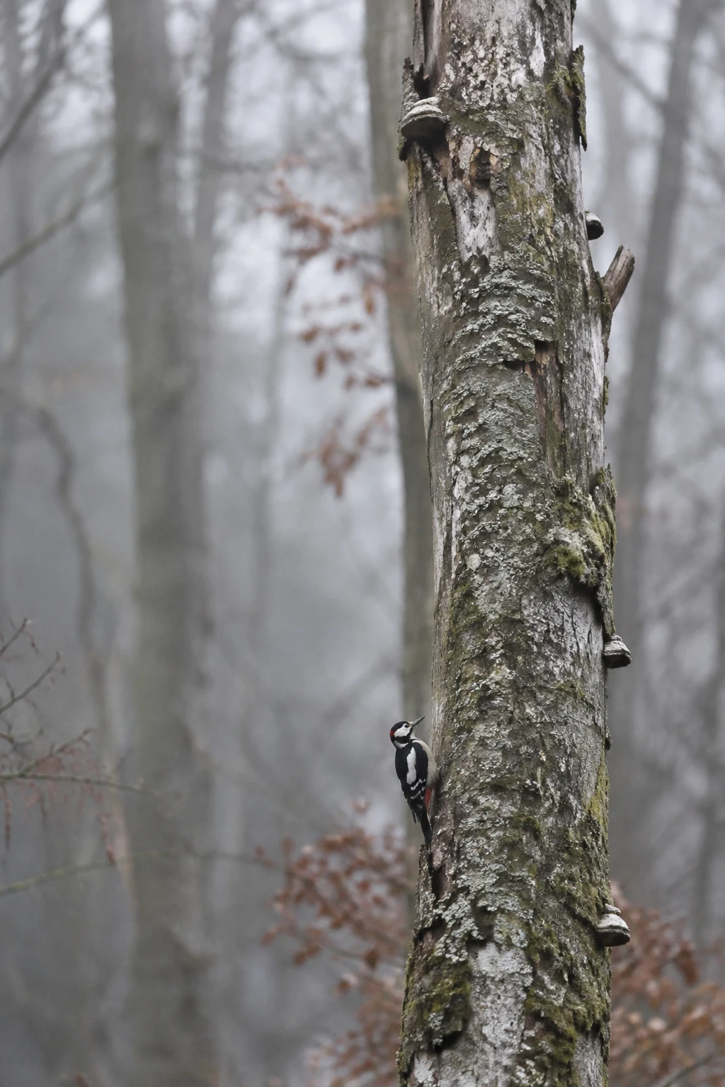 A black-and-white woodpecker with a small red patch clings head-up to a tall, lichen-streaked tree trunk in a misty winter woodland.