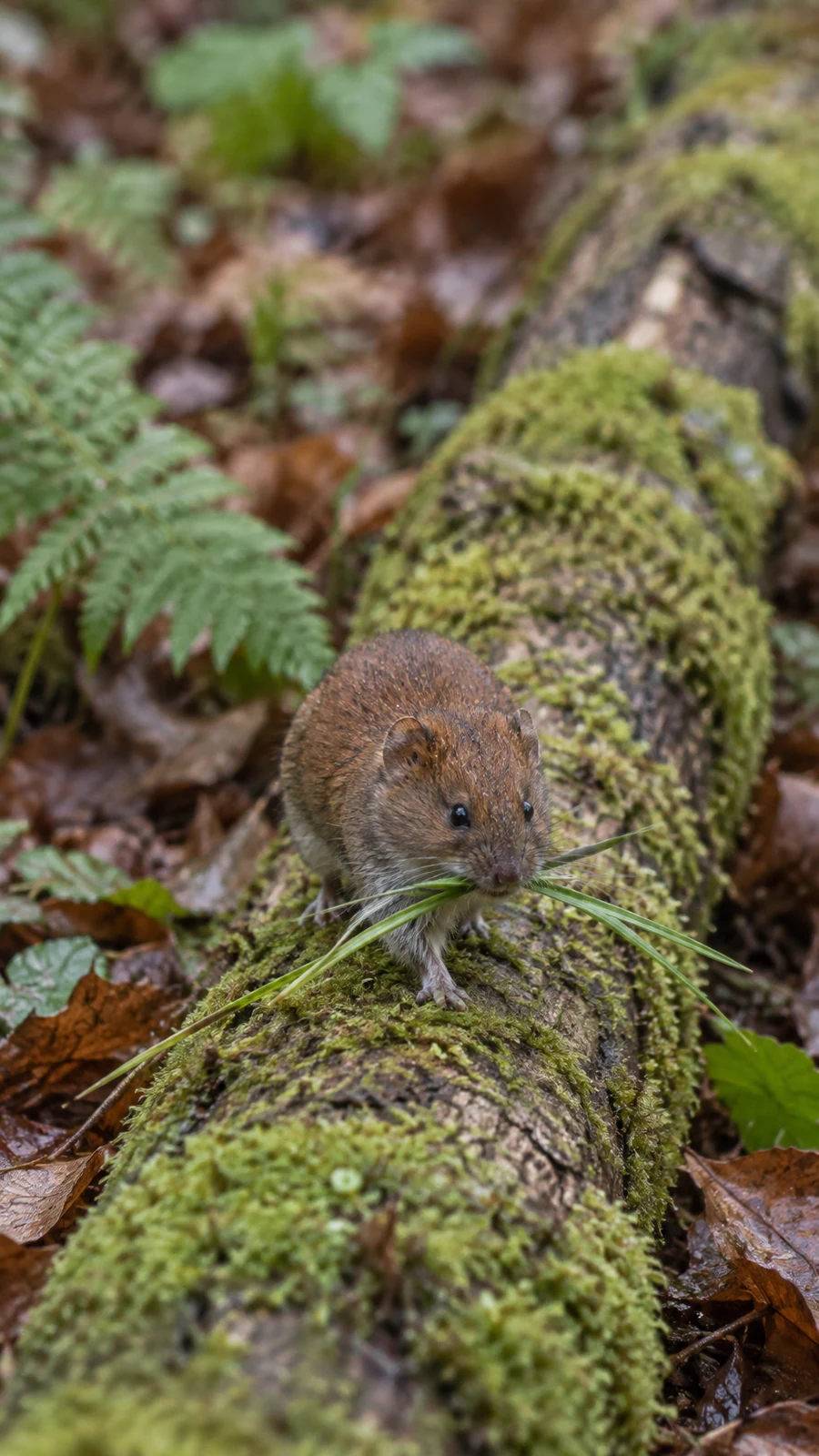A small brown vole with dark eyes and fine whiskers stands on a moss-covered fallen branch, holding several long green grass strands in its mouth; ferns and…