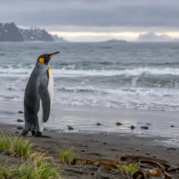 A king penguin stands in profile on dark wet sand, looking toward grey surf, with green grass and brown kelp in the foreground and a pale horizon beyond.