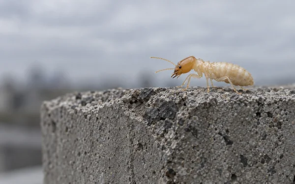 A pale, amber-headed termite stands on the chipped, aggregate-rich crest of a weathered concrete block, with a softly blurred gray background.
