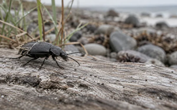 A dark ground beetle with dry grass fibres caught across its wing case walks to the right along weathered driftwood, with sparse grass and blurred beach…