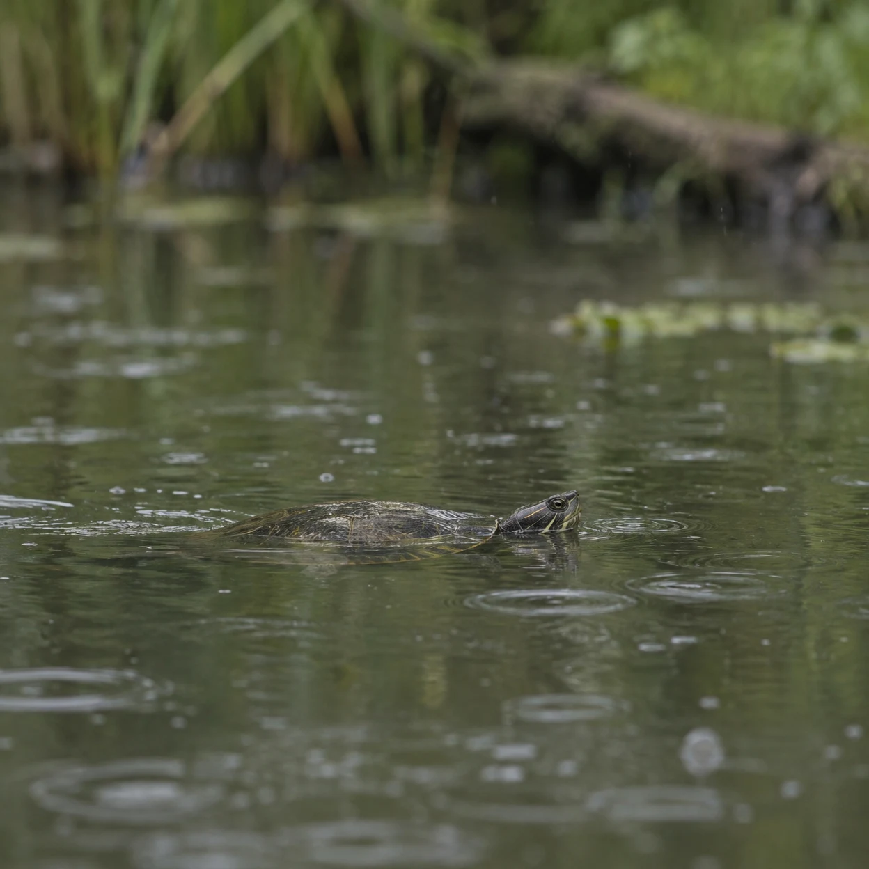 A freshwater turtle swims just beneath the surface of a still, olive-green pond, with its shell and head visible among raindrop rings; blurred reeds and a…