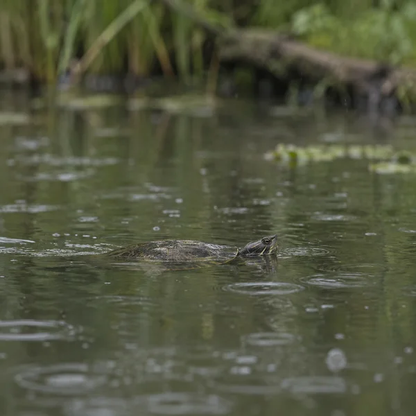 A freshwater turtle swims just beneath the surface of a still, olive-green pond, with its shell and head visible among raindrop rings; blurred reeds and a…