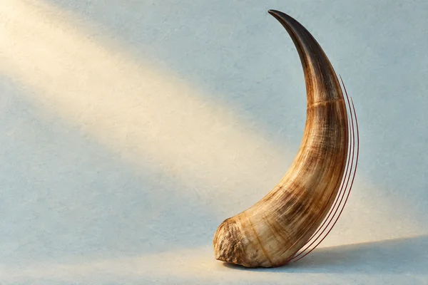 A curved honey-brown horn with a dark tapered tip rests on textured pale blue paper, with burgundy contour lines beside it and a diagonal patch of warm light…