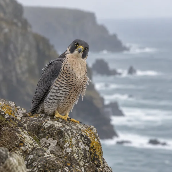 A peregrine falcon with its head tilted perches on a lichen-spotted coastal rock ledge, with a softly blurred grey sea and misty cliffs behind it.