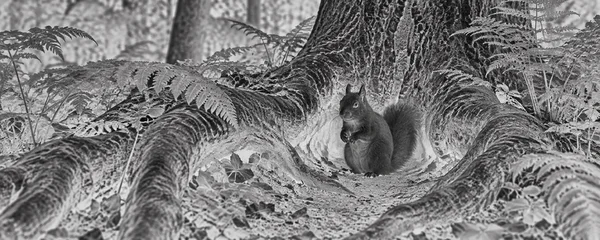 A dark squirrel sits with its forepaws held close in a hollow between sprawling, pale tree roots, surrounded by dense ferns and ridged bark in a monochrome…