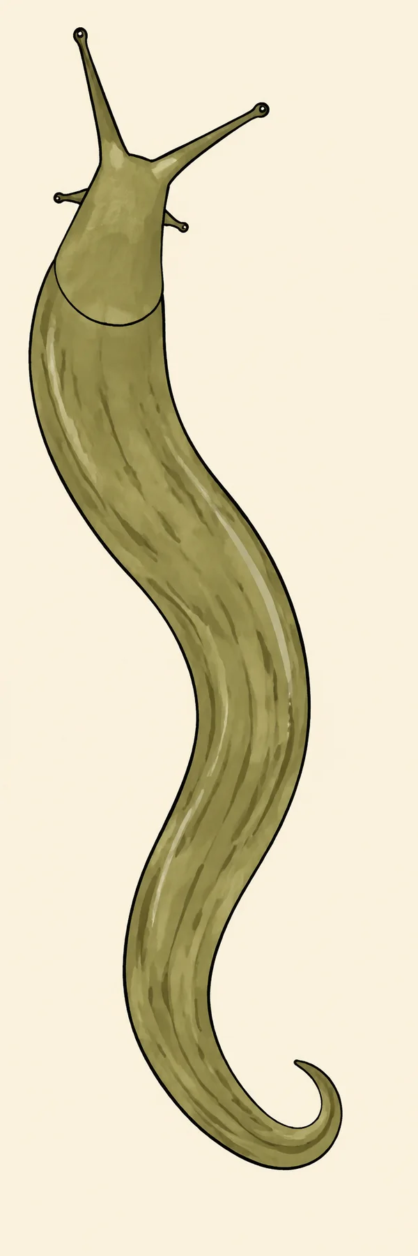 A long olive-green slug with two extended eye tentacles and two small feelers crawls upward in an S-curve against a warm cream background.