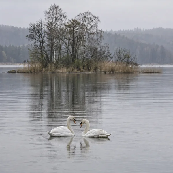 Two white mute swans swim close together on a still grey lake, their necks inclined toward one another.