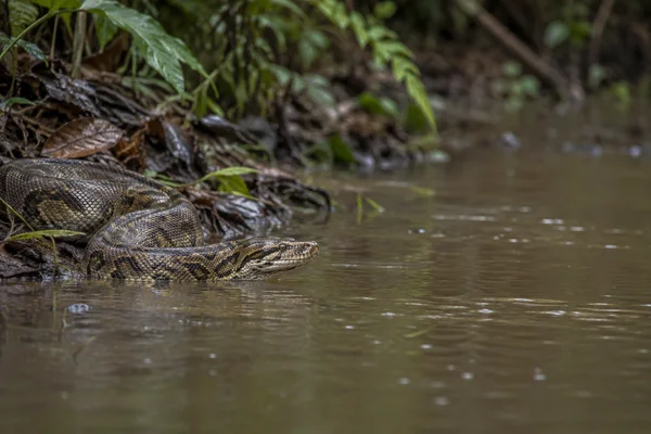 A patterned python rests partly in shallow brown water along a muddy, leaf-covered bank, with blurred tropical foliage behind and open water to the right.