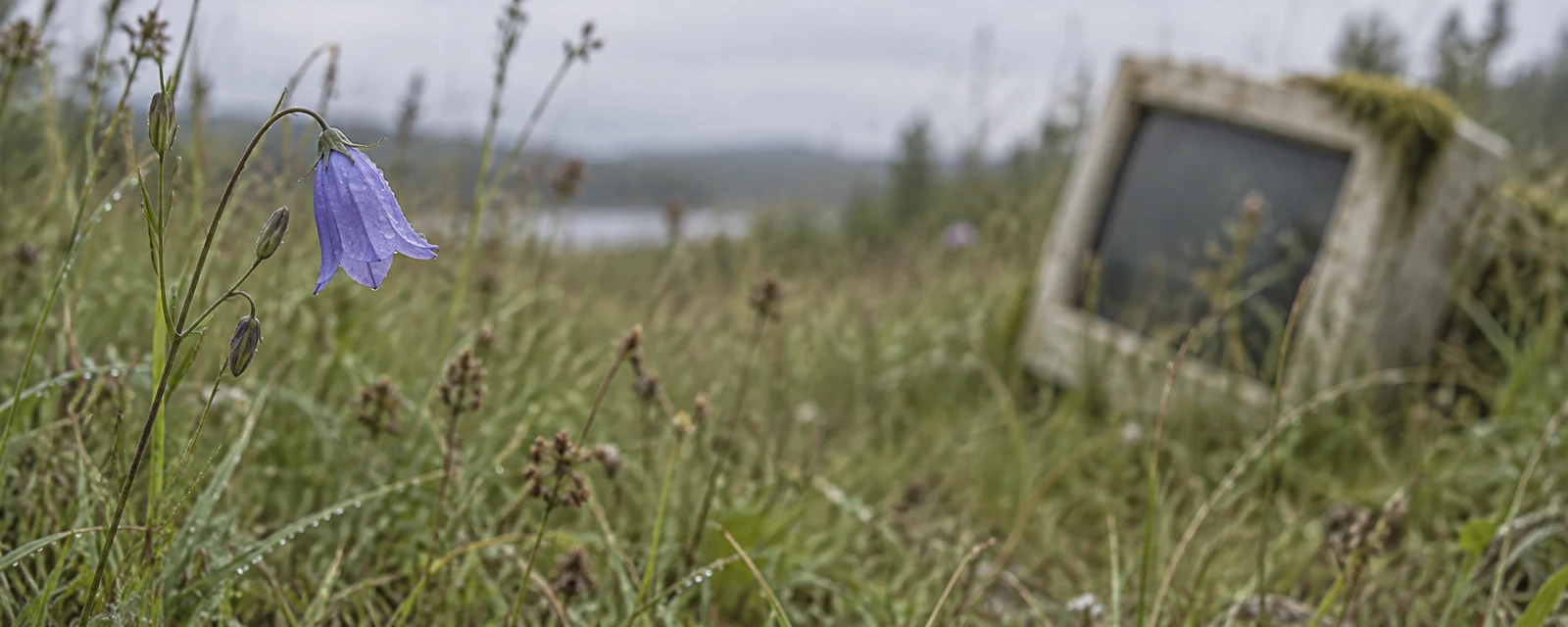 A moisture-beaded blue-violet harebell hangs from a thin stem in a meadow, with a tilted beige computer monitor blurred among the tall grass in the background.