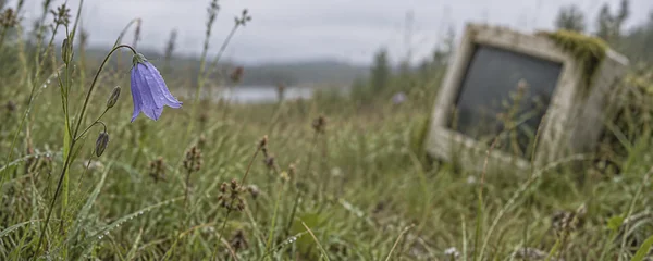 A moisture-beaded blue-violet harebell hangs from a thin stem in a meadow, with a tilted beige computer monitor blurred among the tall grass in the background.