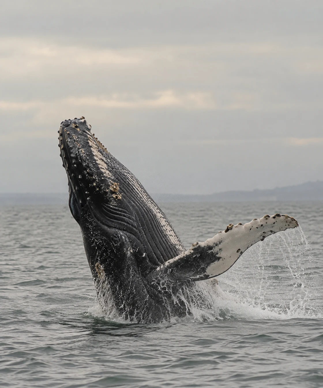 A humpback whale rises steeply from a grey-green sea, showing its pleated throat, knobbly snout and a long pale-edged pectoral fin streaming water; hazy land…