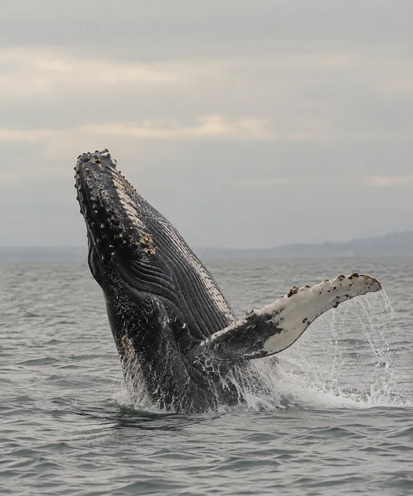 A humpback whale rises steeply from a grey-green sea, showing its pleated throat, knobbly snout and a long pale-edged pectoral fin streaming water; hazy land…