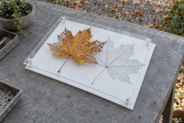 An ochre, partly skeletonized maple leaf and a fine charcoal vein drawing sit side by side on a white-backed clear display with cylindrical spacers, atop a…
